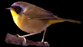 Common Yellowthroat