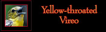 Yellow-throated Vireo Gallery