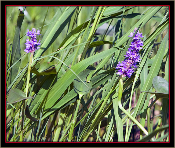 Along Water's Edge - Carlton Pond Waterfowl Production Area