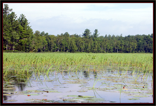 View from Carlton Pond Waterfowl Production Area