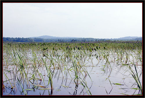 View from Carlton Pond Waterfowl Production Area