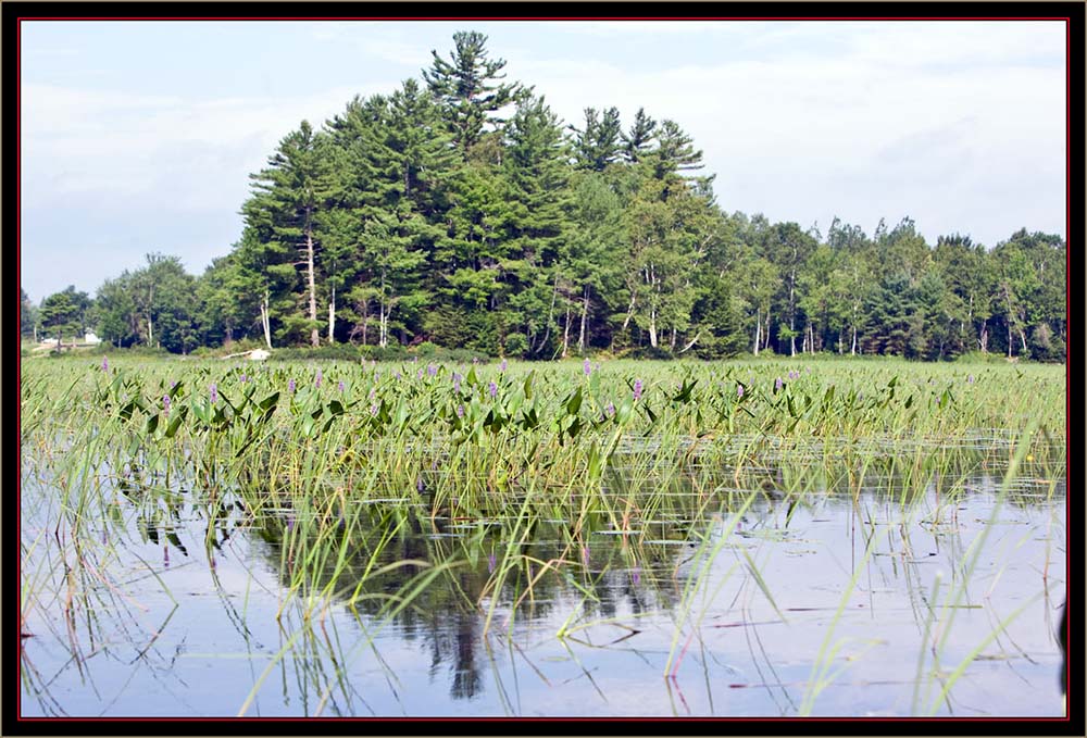 View from Carlton Pond Waterfowl Production Area