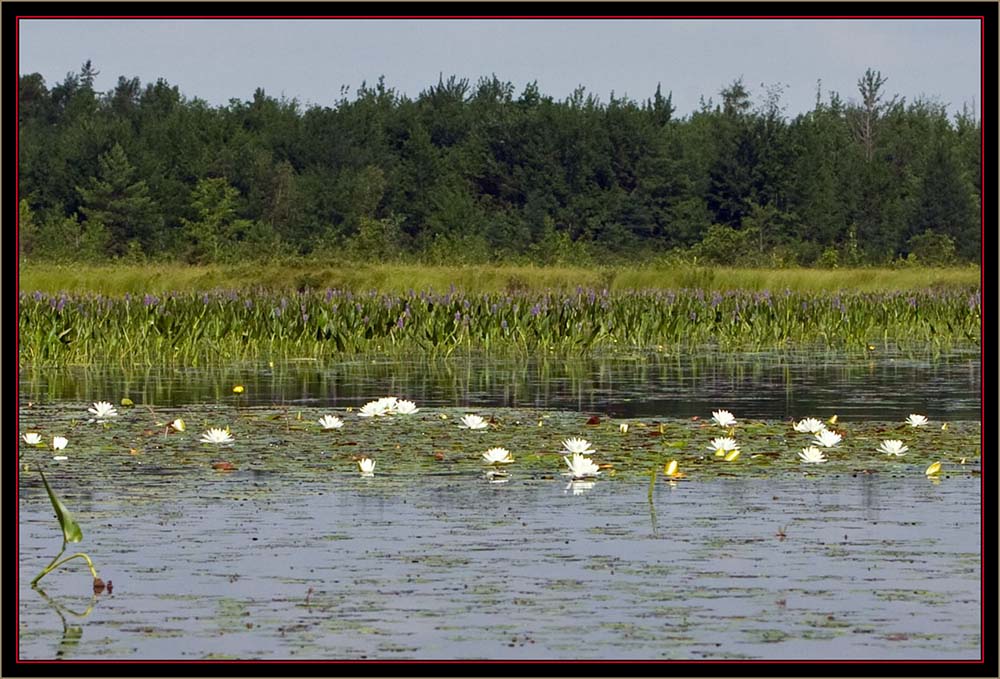 View from Carlton Pond Waterfowl Production Area