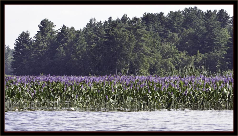 View from Carlton Pond Waterfowl Production Area