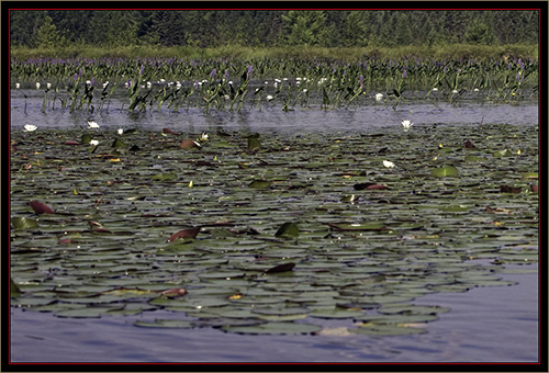 View from Carlton Pond Waterfowl Production Area