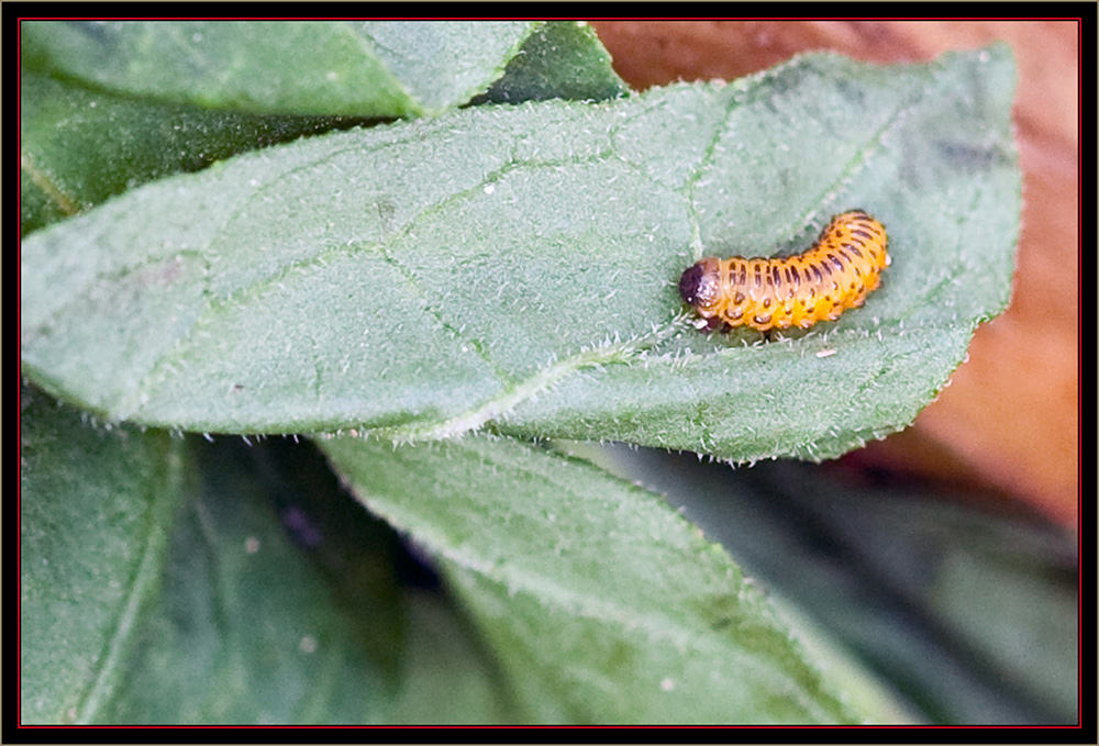 Galecucella Beetle Larva