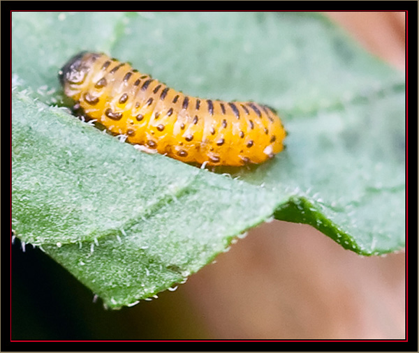 Galecucella calmariensis Larva