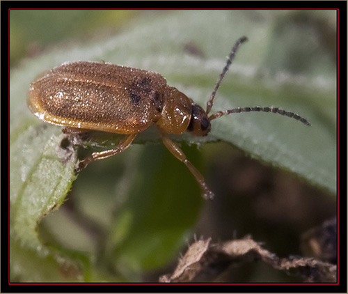 Galecucella Beetle