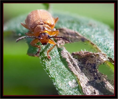 Galecucella Beetle