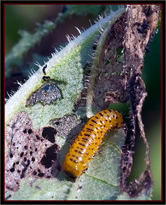 Galecucella Beetle Larva