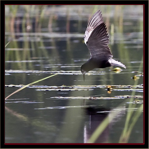 Black Tern in Flight