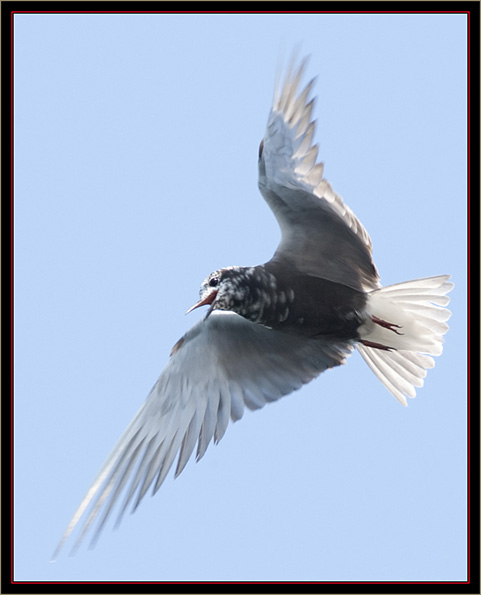 Black Tern - Carlton Pond Waterfowl Production Area