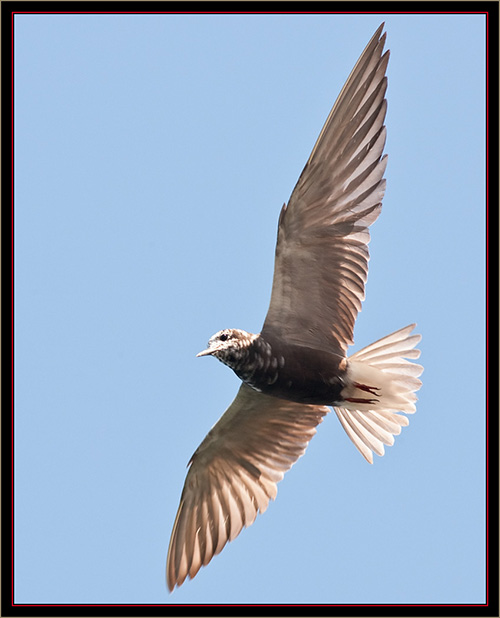 Black Tern - Carlton Pond Waterfowl Production Area