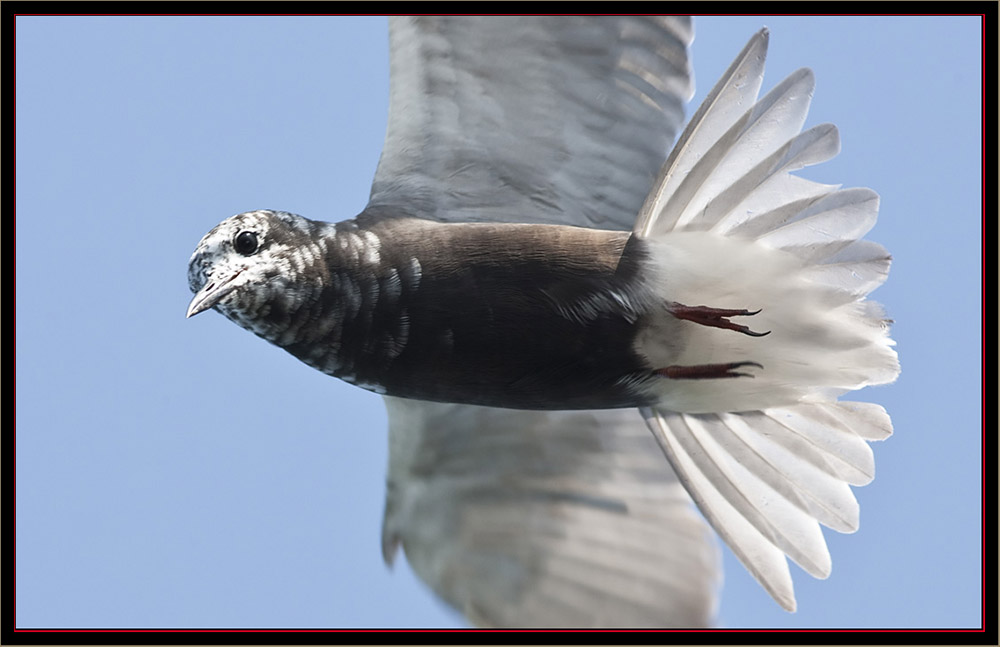 Black Tern - Carlton Pond Waterfowl Production Area