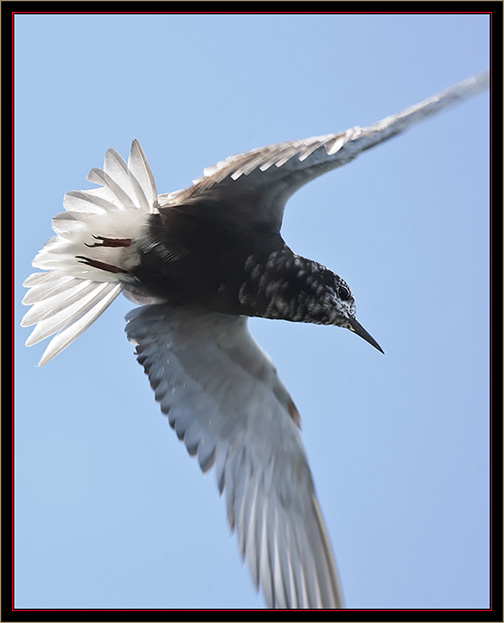 Black Tern - Carlton Pond Waterfowl Production Area