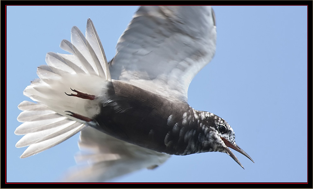 Black Tern - Carlton Pond Waterfowl Production Area