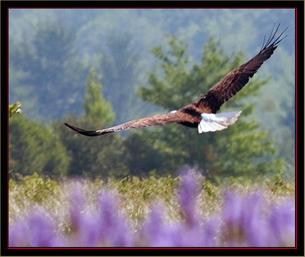 Bald Eagle Over Carlton Bog