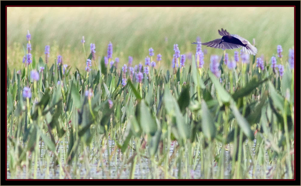 Black Tern in Flight Foraging