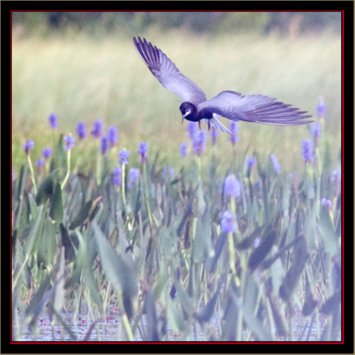 Black Tern in Flight