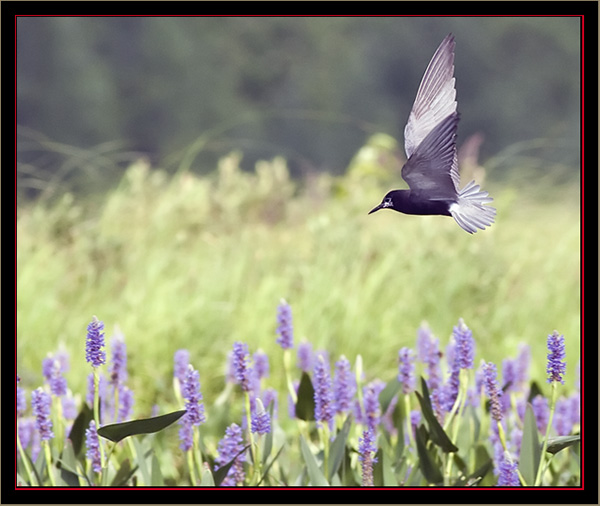 Black Tern in Flight - Beautiful and Graceful