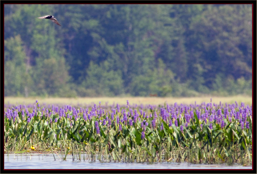 Black Tern - Carlton Pond Waterfowl Production Area