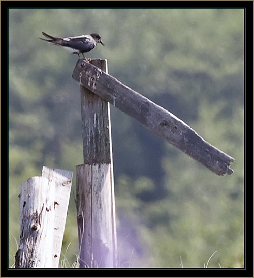 Black Tern - Carlton Pond Waterfowl Production Area