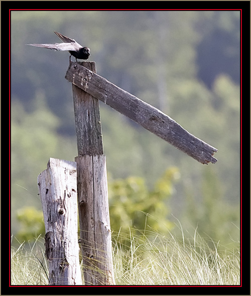 Black Tern on Blind Remains