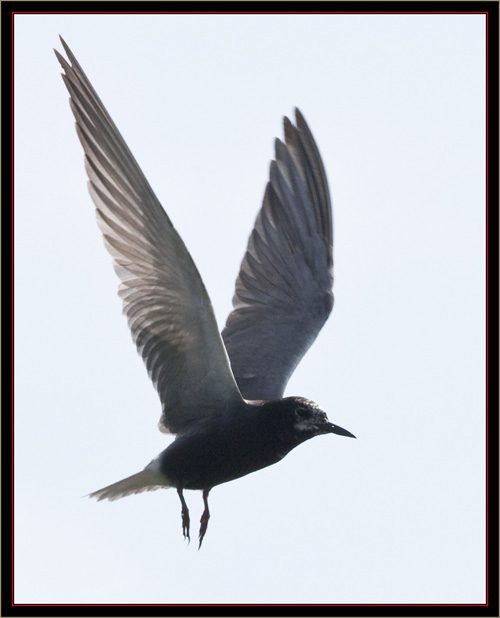 Black Tern - Carlton Pond Waterfowl Production Area