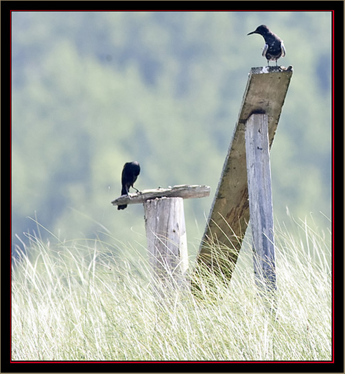 Black Tern - Carlton Pond Waterfowl Production Area