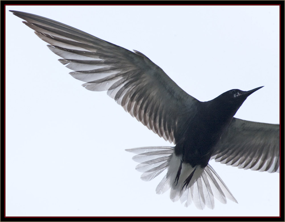 Black Tern in Flight