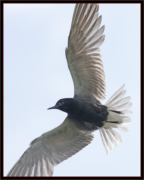 Black Tern - Carlton Pond Waterfowl Production Area