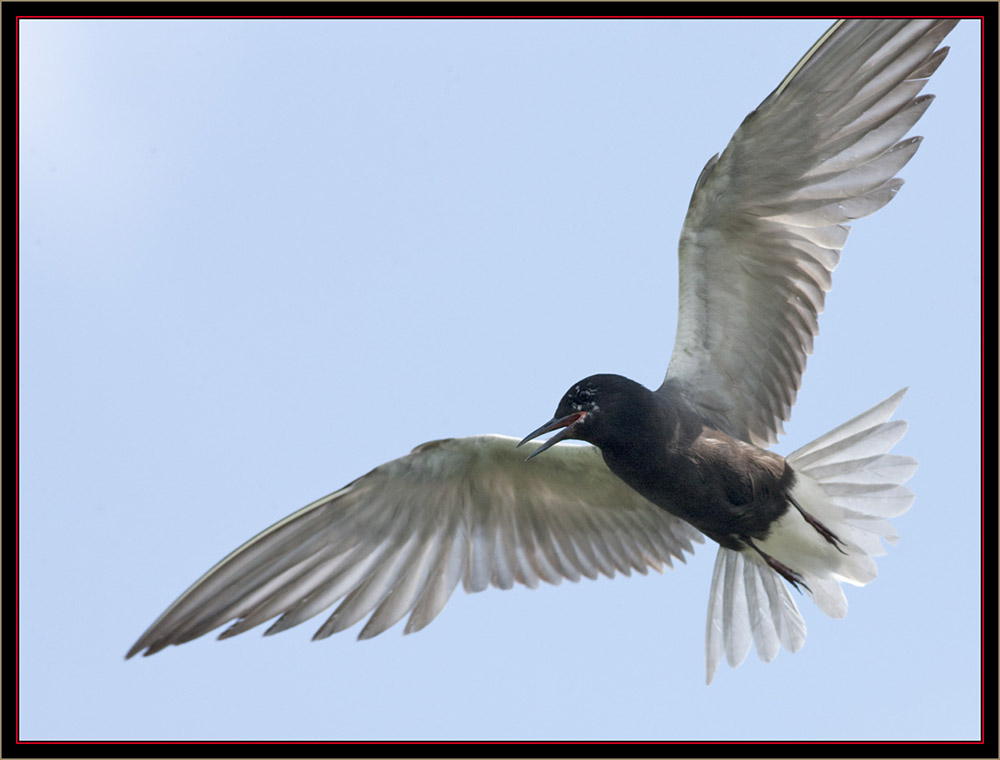 Black Tern - Carlton Pond Waterfowl Production Area