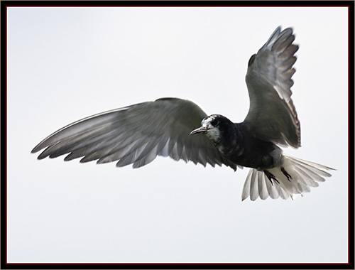 Black Tern - Carlton Pond Waterfowl Production Area