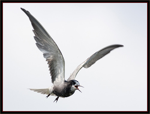 Black Tern - Carlton Pond Waterfowl Production Area