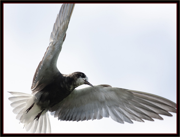 Black Tern - Carlton Pond Waterfowl Production Area