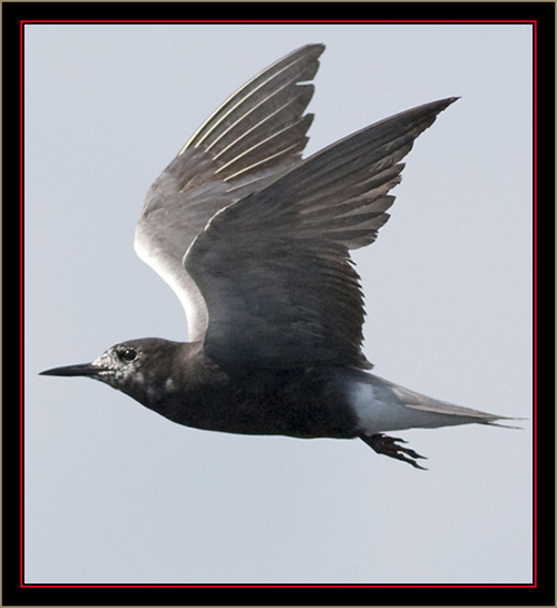 Black Tern - Carlton Pond Waterfowl Production Area