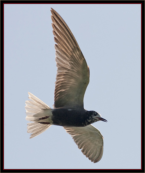 Black Tern - Carlton Pond Waterfowl Production Area