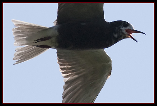 Black Tern - Carlton Pond Waterfowl Production Area