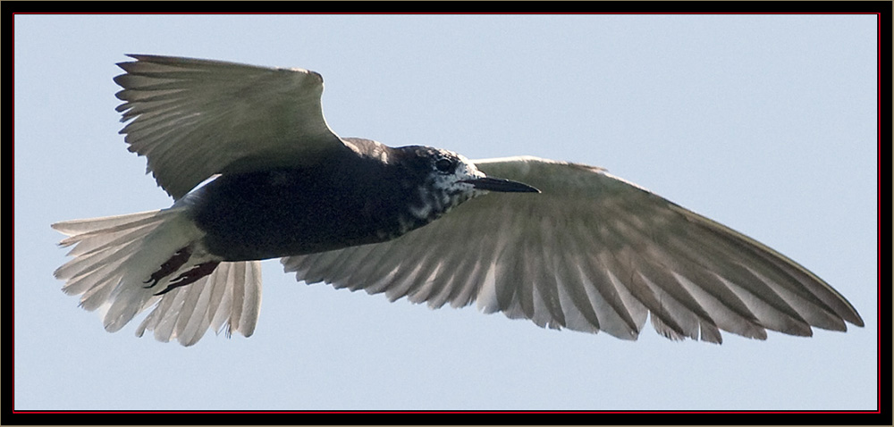 Black Tern - Carlton Pond Waterfowl Production Area