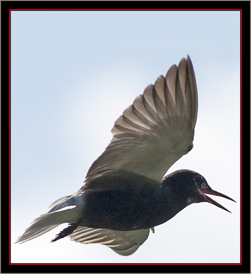 Black Tern - Carlton Pond Waterfowl Production Area