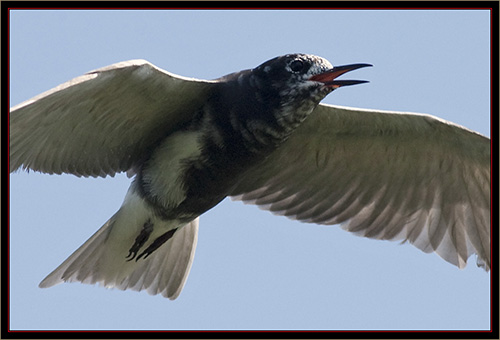 Black Tern - Carlton Pond Waterfowl Production Area