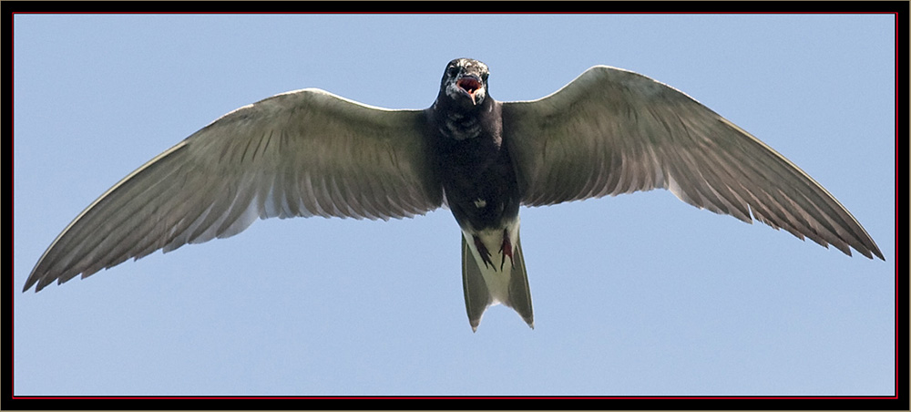 Black Tern - Carlton Pond Waterfowl Production Area