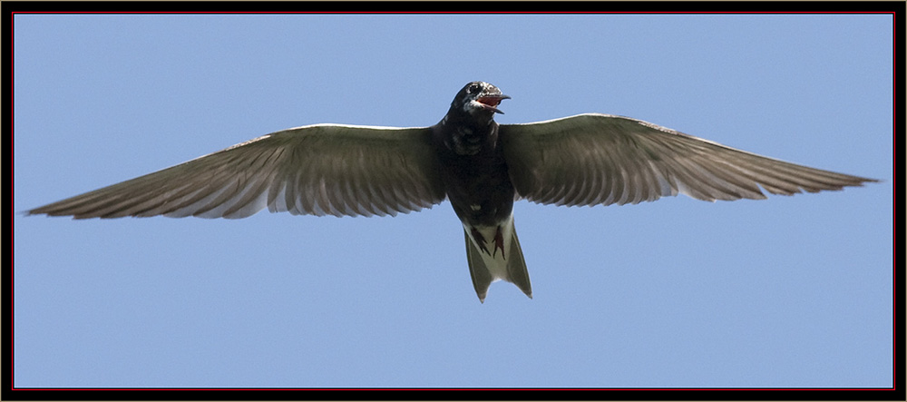 Black Tern - Carlton Pond Waterfowl Production Area