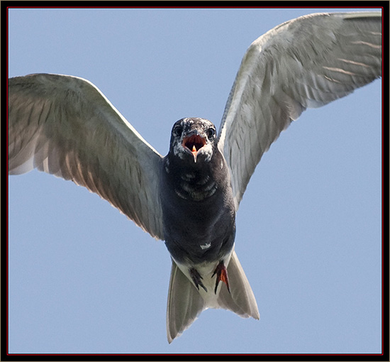 Black Tern - Carlton Pond Waterfowl Production Area