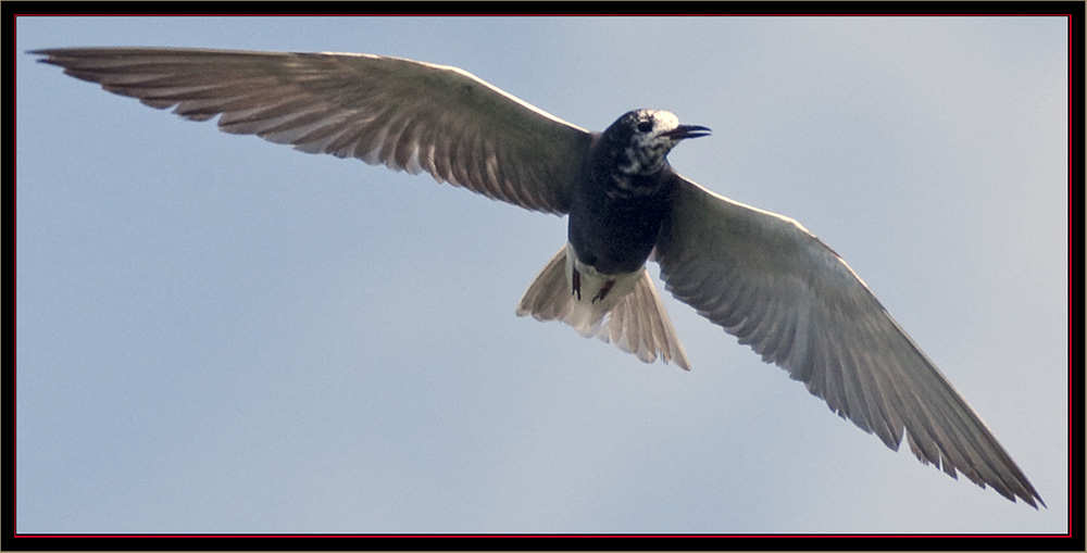 Black Tern - Carlton Pond Waterfowl Production Area