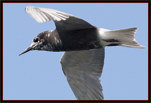 Black Tern - Carlton Pond Waterfowl Production Area