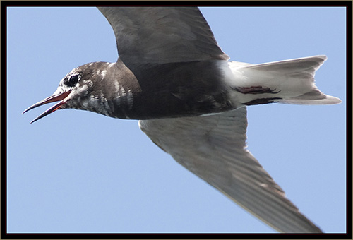 Black Tern - Carlton Pond Waterfowl Production Area