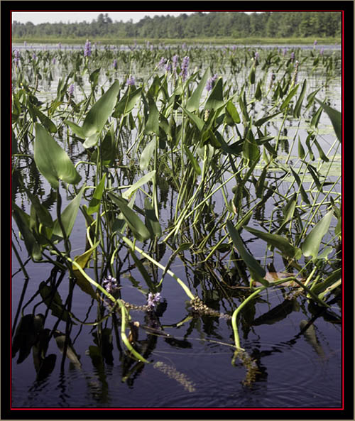 View at Carlton Pond Waterfowl Production Area