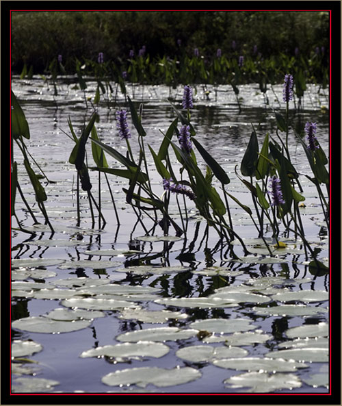 View at Carlton Pond Waterfowl Production Area