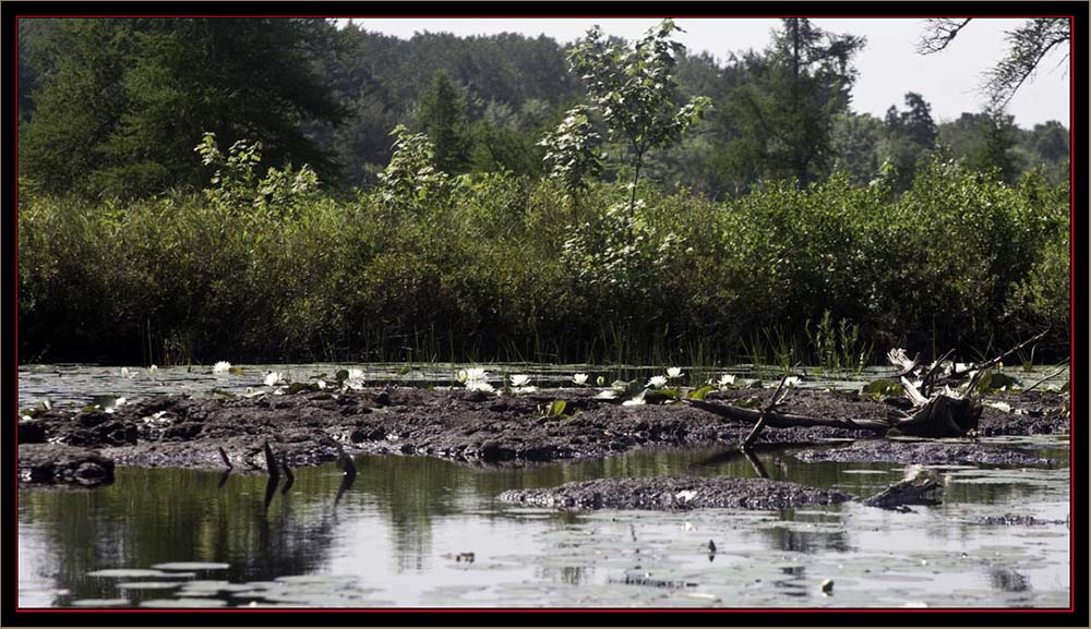 View at Carlton Pond Waterfowl Production Area